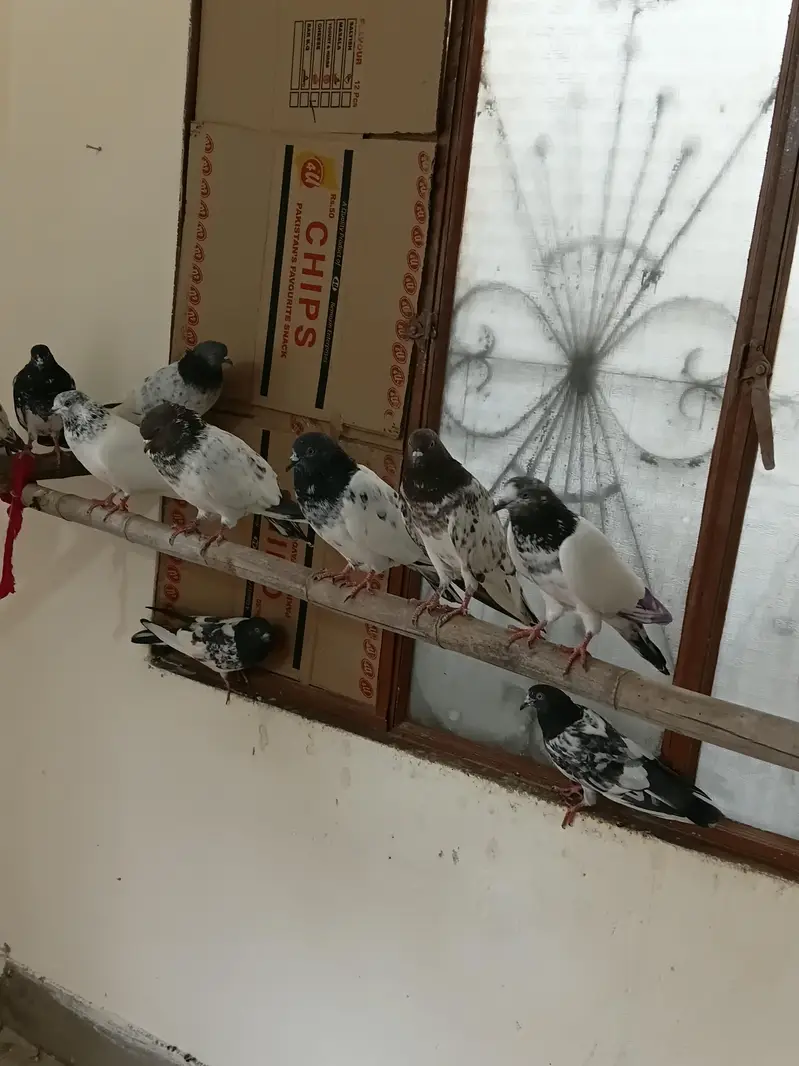 breeders kbootar for sale — photo 4
