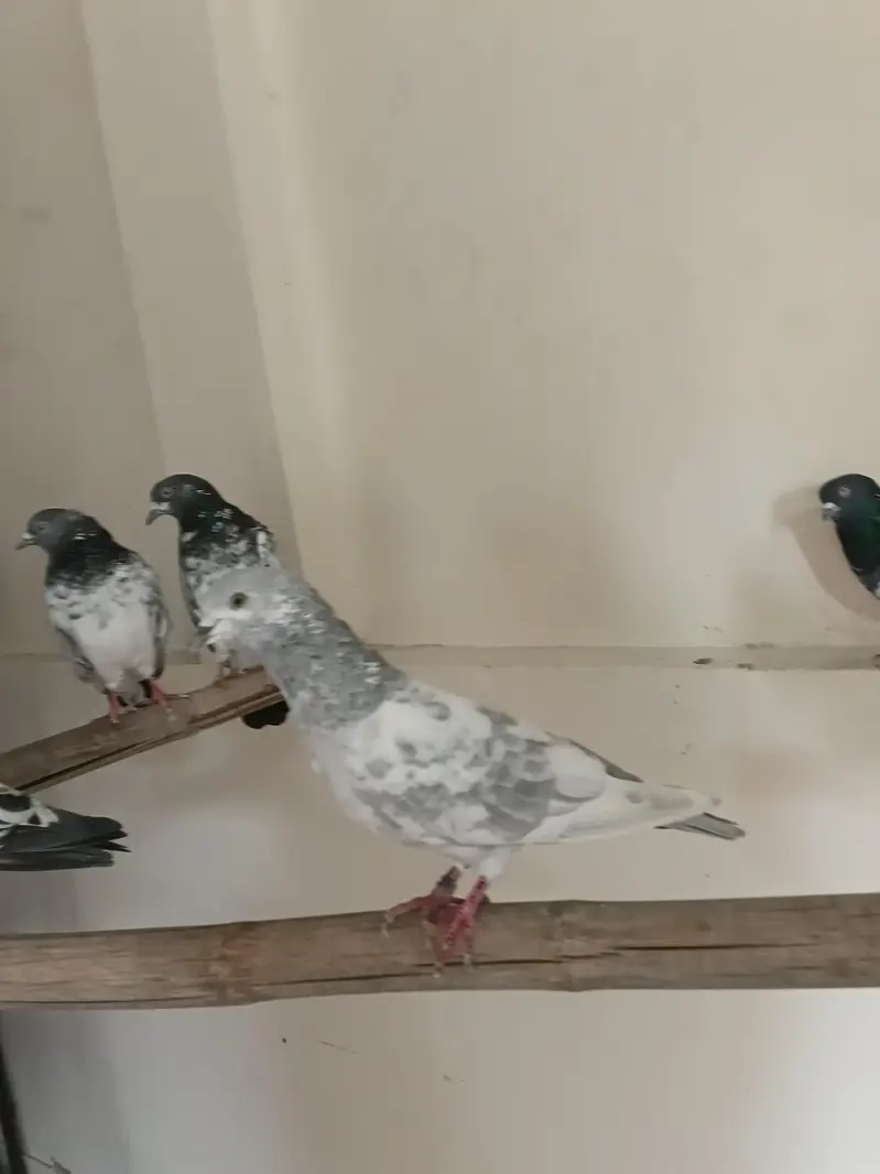 breeders kbootar for sale — photo 5