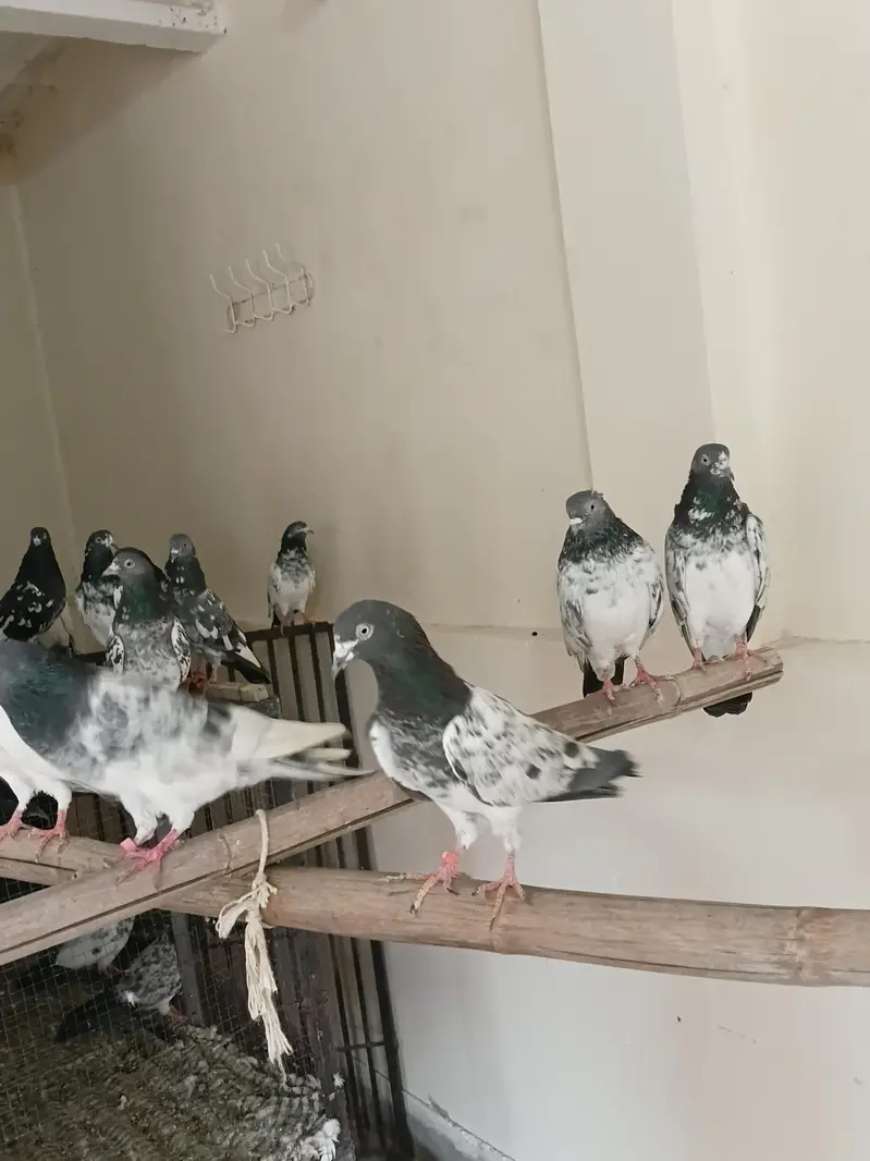 breeders kbootar for sale — photo 8