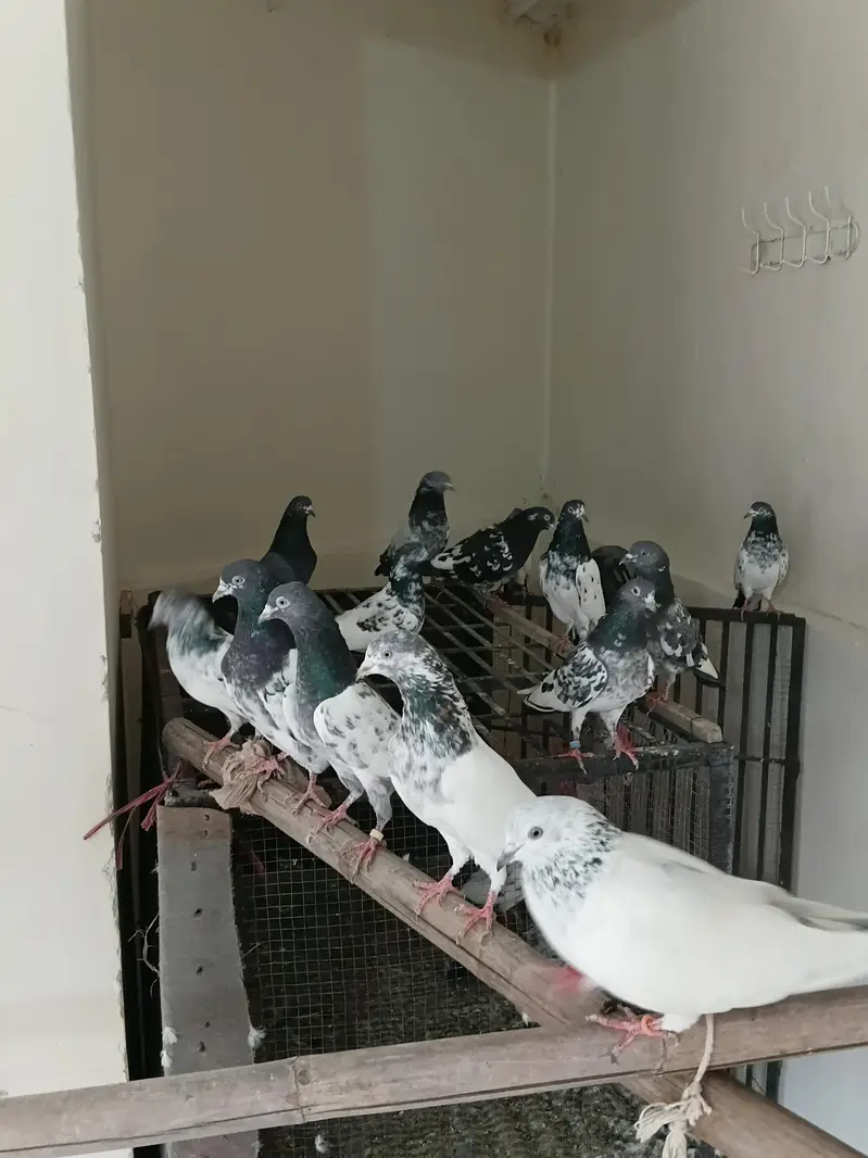 breeders kbootar for sale — photo 9