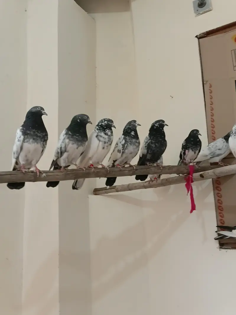 breeders kbootar for sale — photo 10