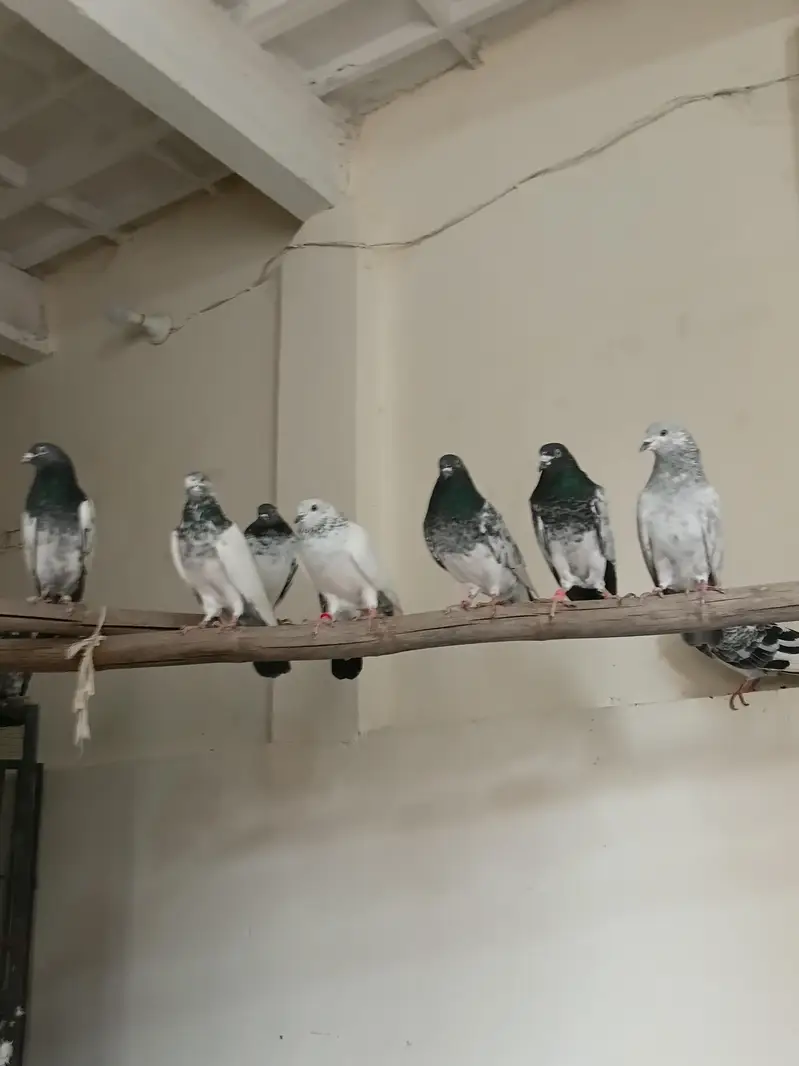 breeders kbootar for sale — photo 11