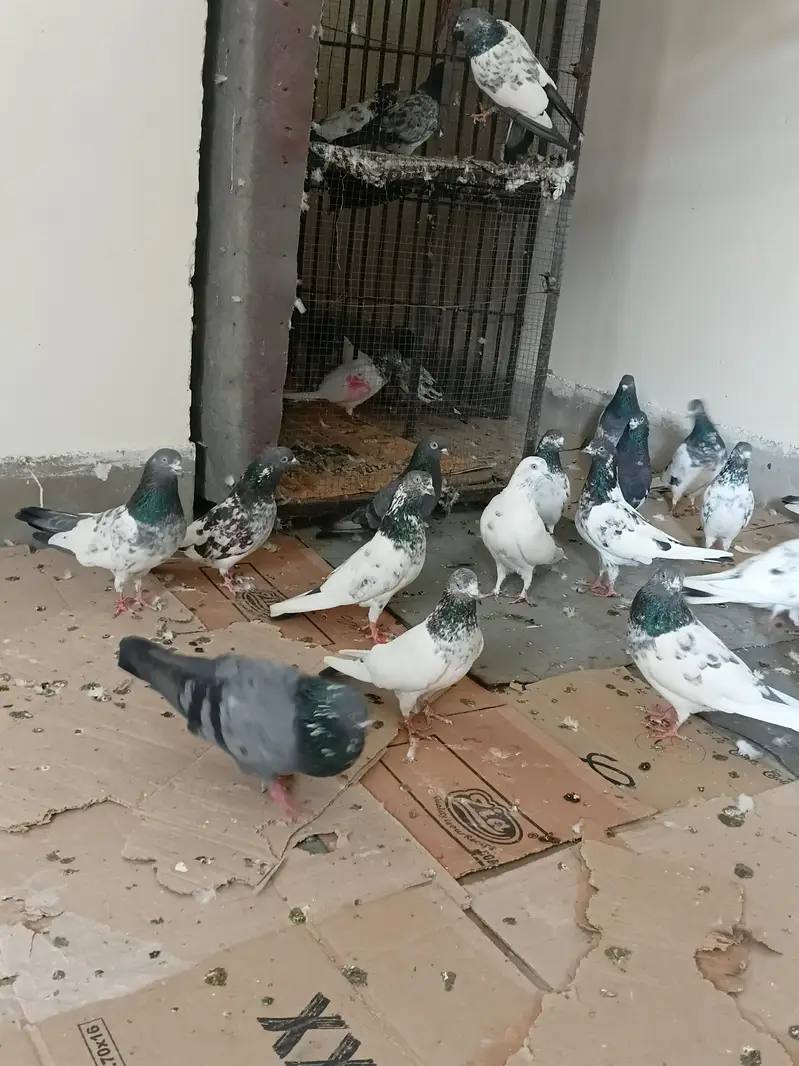breeders kbootar for sale — photo 12