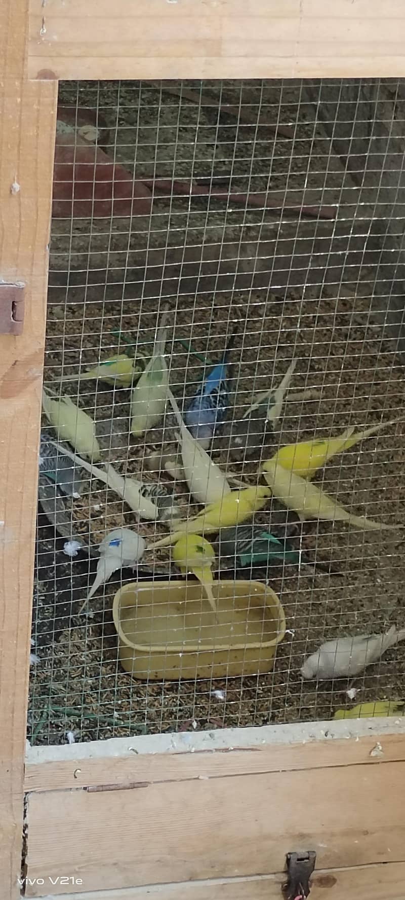 Australian buddies 2