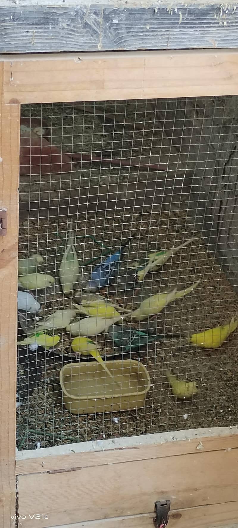 Australian buddies 5