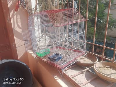 birds cadges