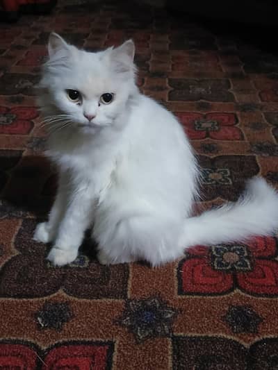 Persian cat doll face