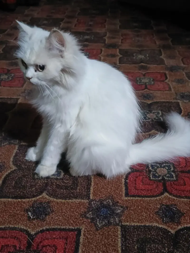 Persian cat doll face — photo 2