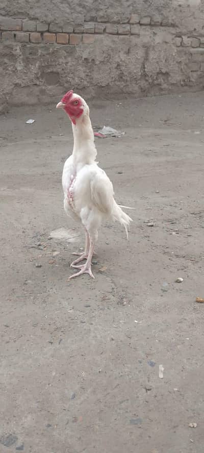 Good bird