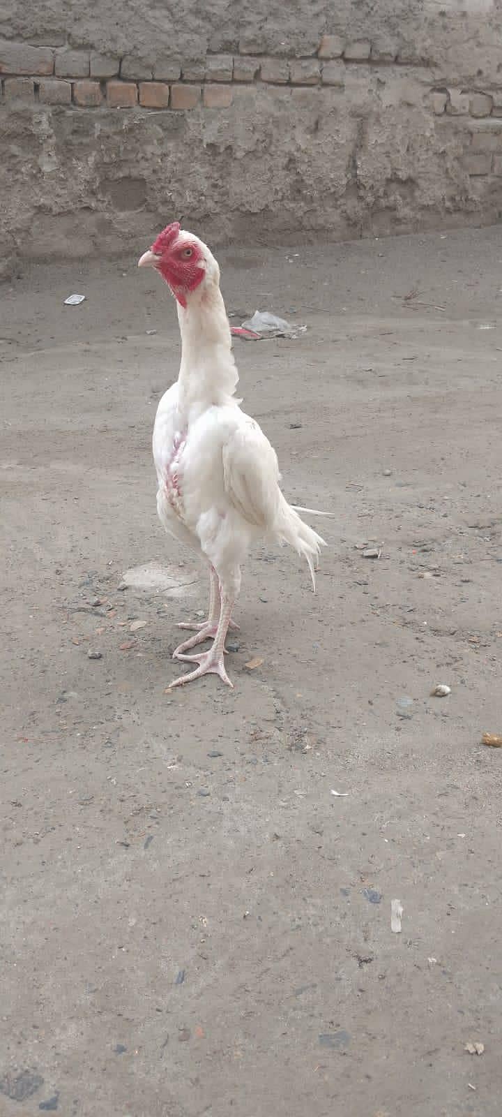 Good bird 0