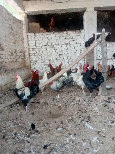 Desi Murghiyan Aur Murghay For Sale | Healthy Desi Birds