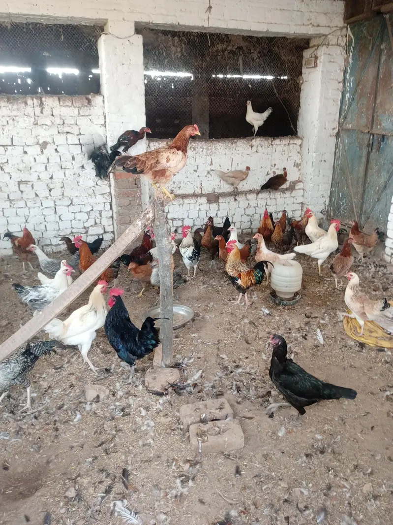 Desi Murghiyan Aur Murghay For Sale | Healthy Desi Birds — photo 2