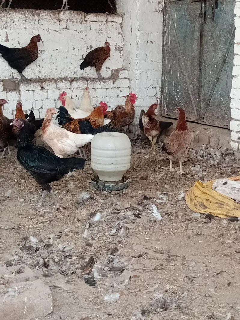Desi Murghiyan Aur Murghay For Sale | Healthy Desi Birds — photo 3