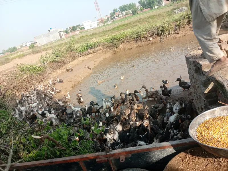 Desi Murghiyan Aur Murghay For Sale | Healthy Desi Birds — photo 4