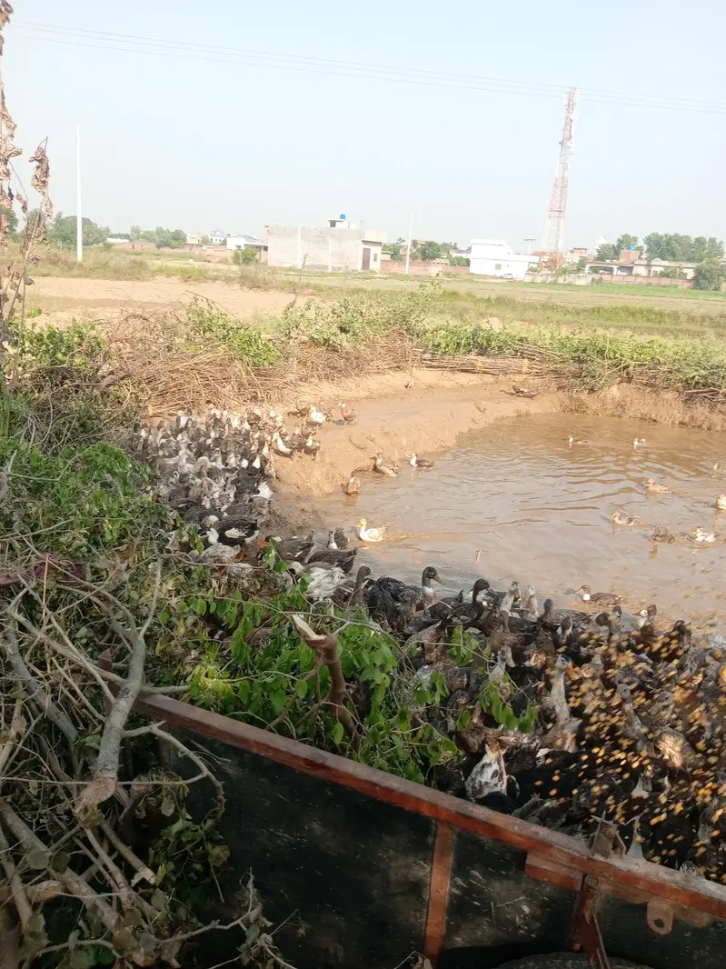 Desi Murghiyan Aur Murghay For Sale | Healthy Desi Birds — photo 5