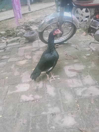 Mushki lasani
