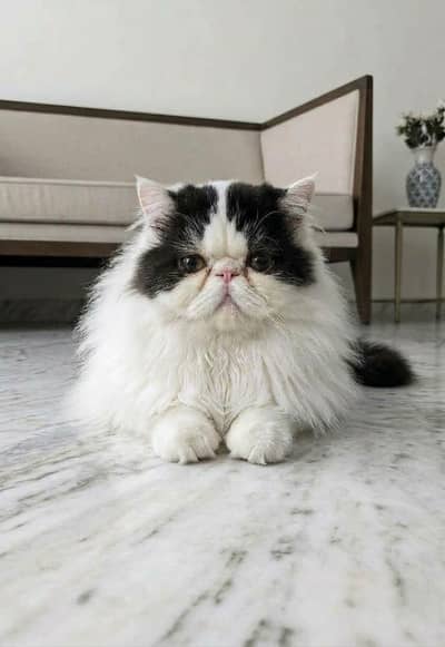 Peke Male Available for sell