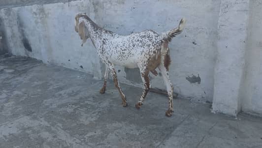 Mahki chini bakeri for sale