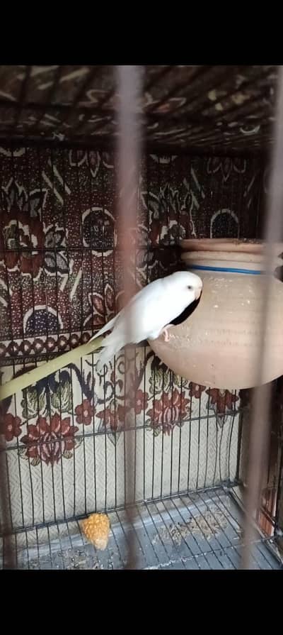 budgies breeder pairs