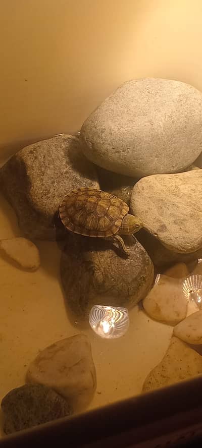 cute baby red eared slider turtle