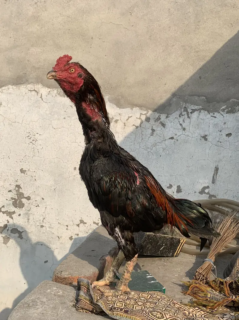 Murga for sale condition 10 x 10 — photo 4