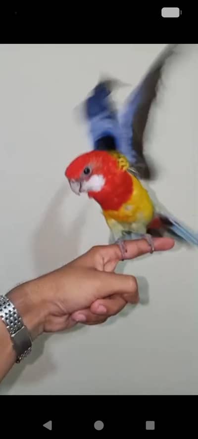 Golden Mental Rosella
