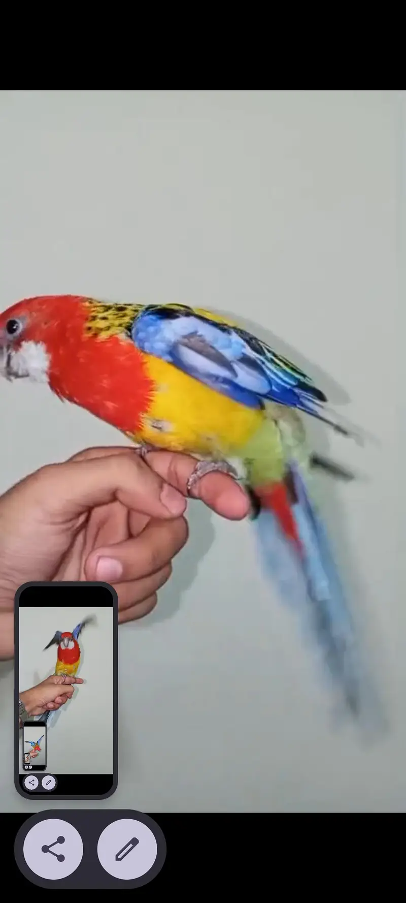 Golden Mental Rosella — photo 2