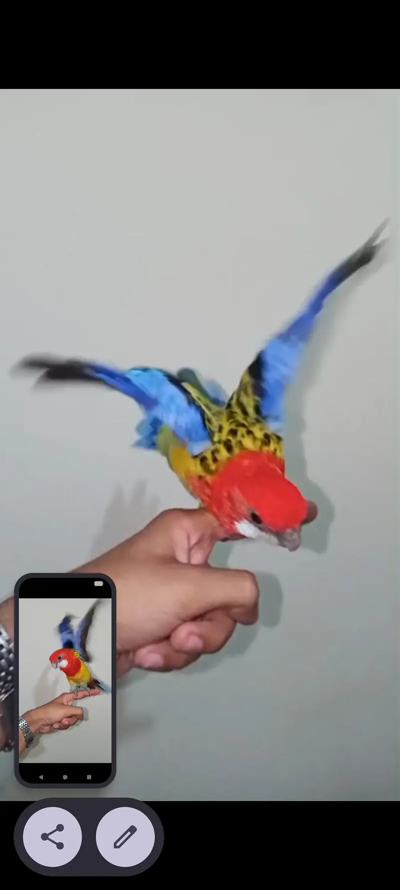 Golden Mental Rosella — photo 3