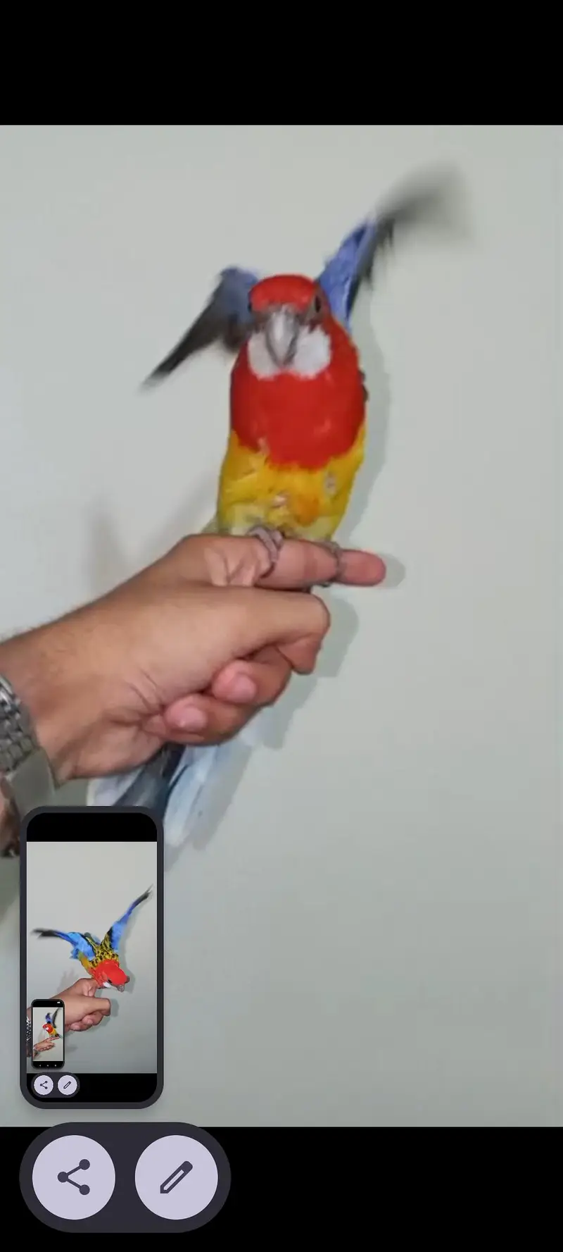 Golden Mental Rosella — photo 4
