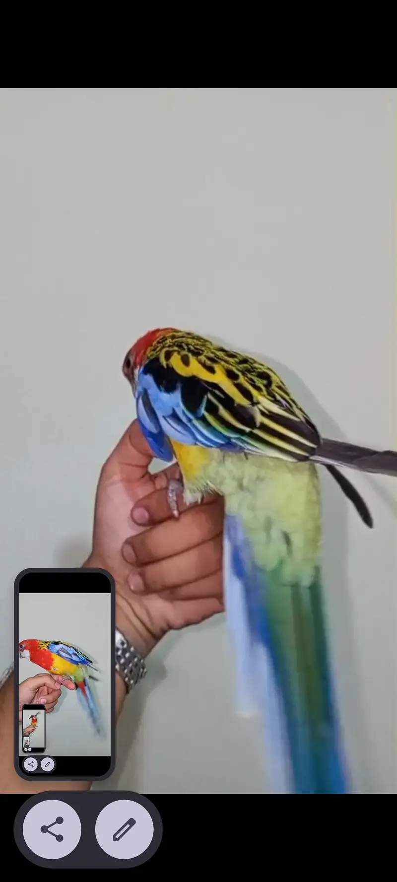 Golden Mental Rosella — photo 5