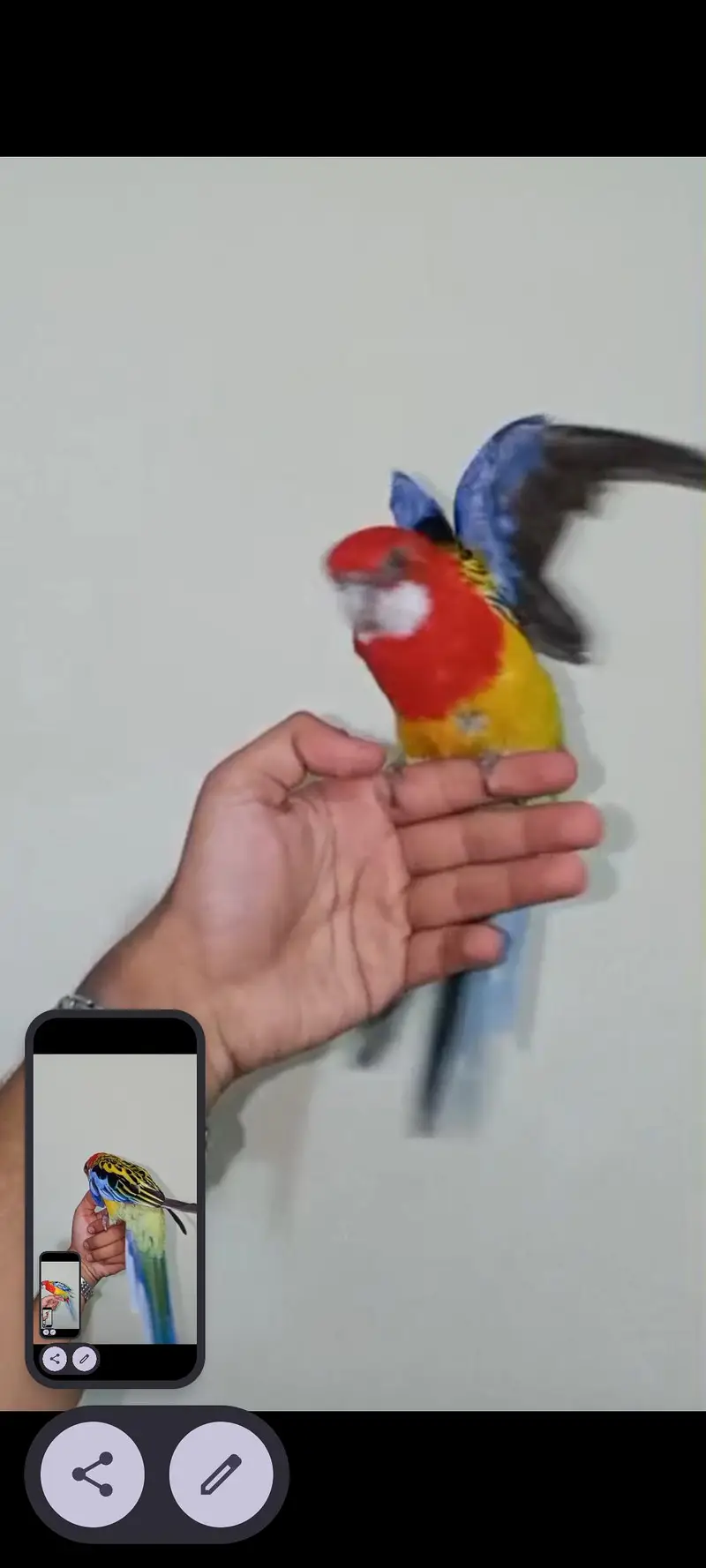 Golden Mental Rosella — photo 6