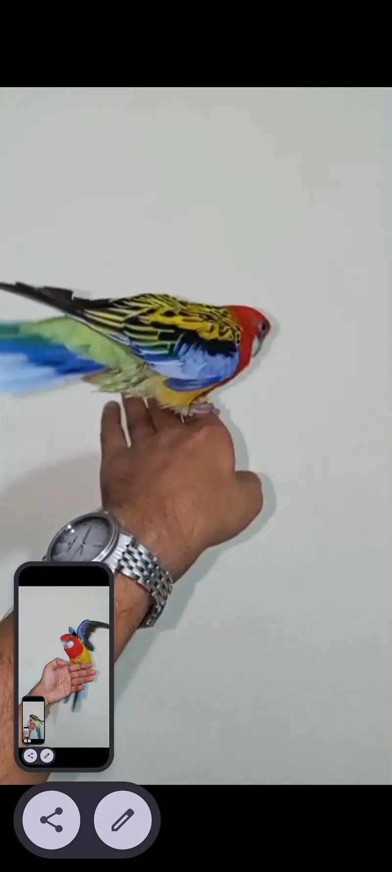 Golden Mental Rosella — photo 7
