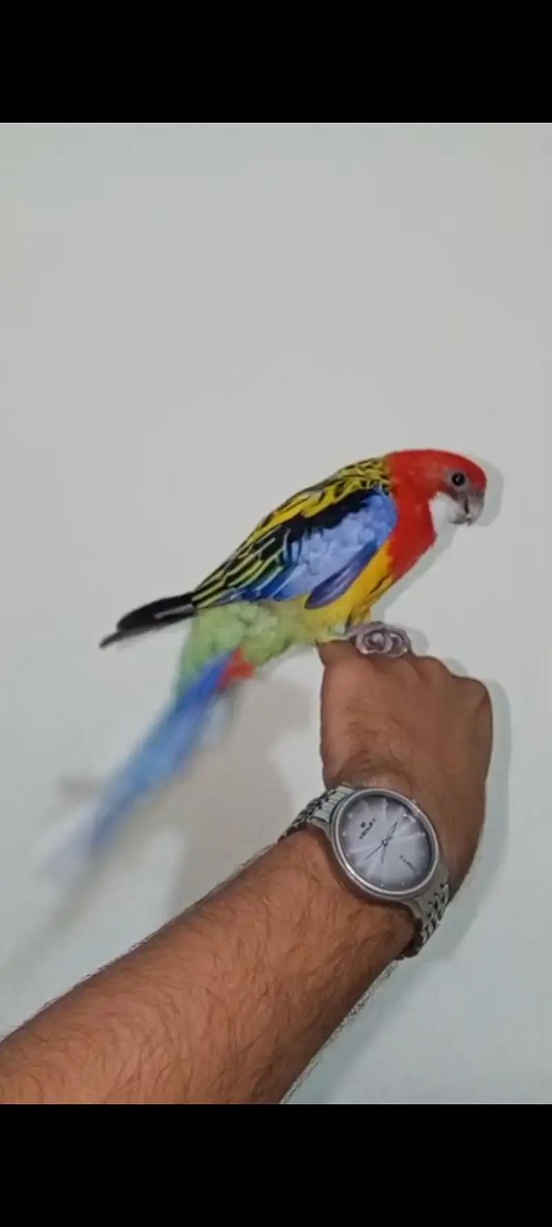Golden Mental Rosella — photo 8