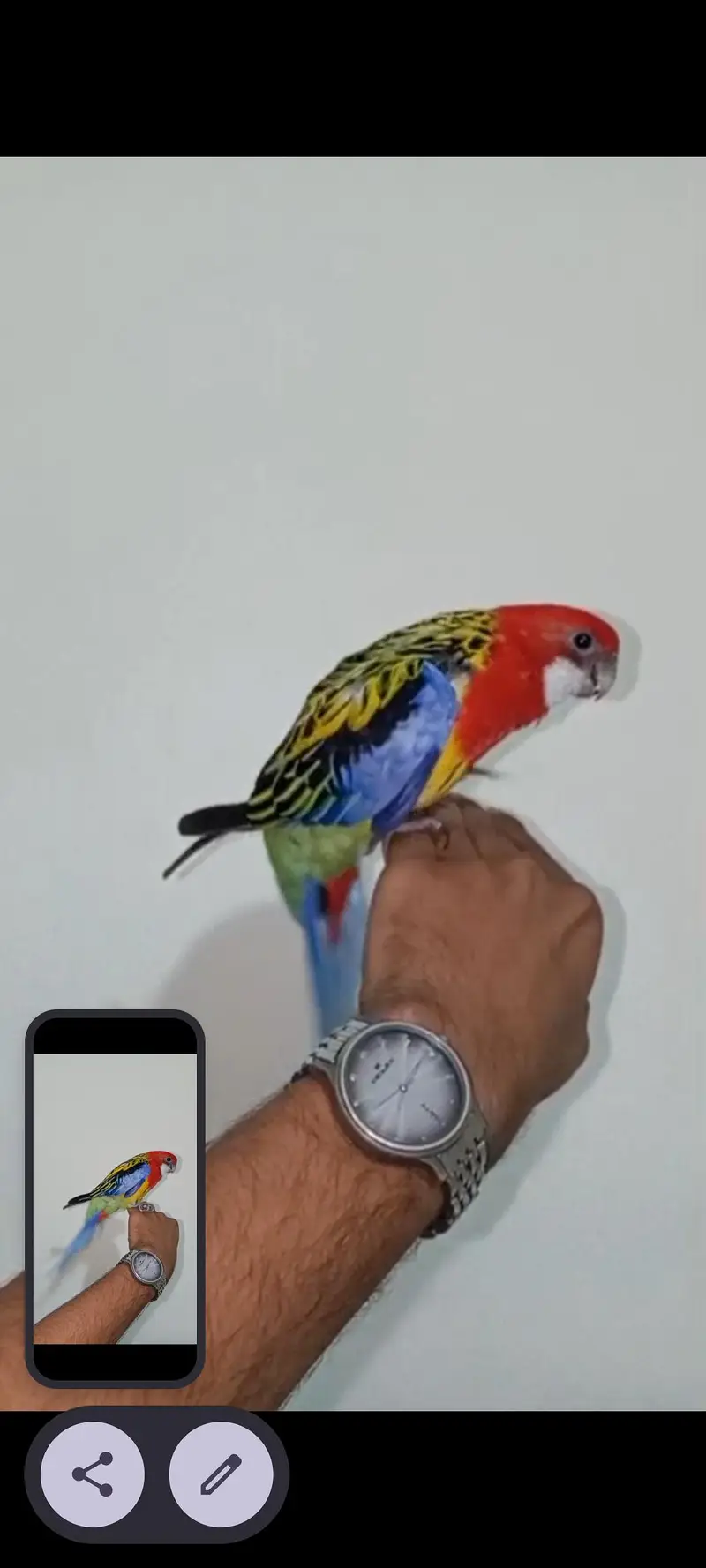 Golden Mental Rosella — photo 9