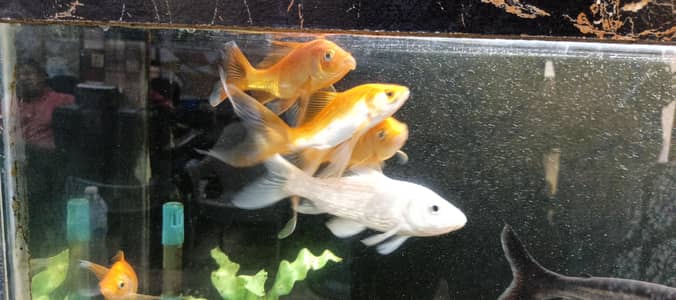 golden fish