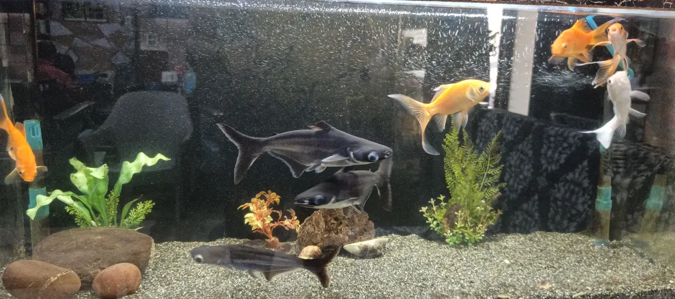golden fish — photo 2