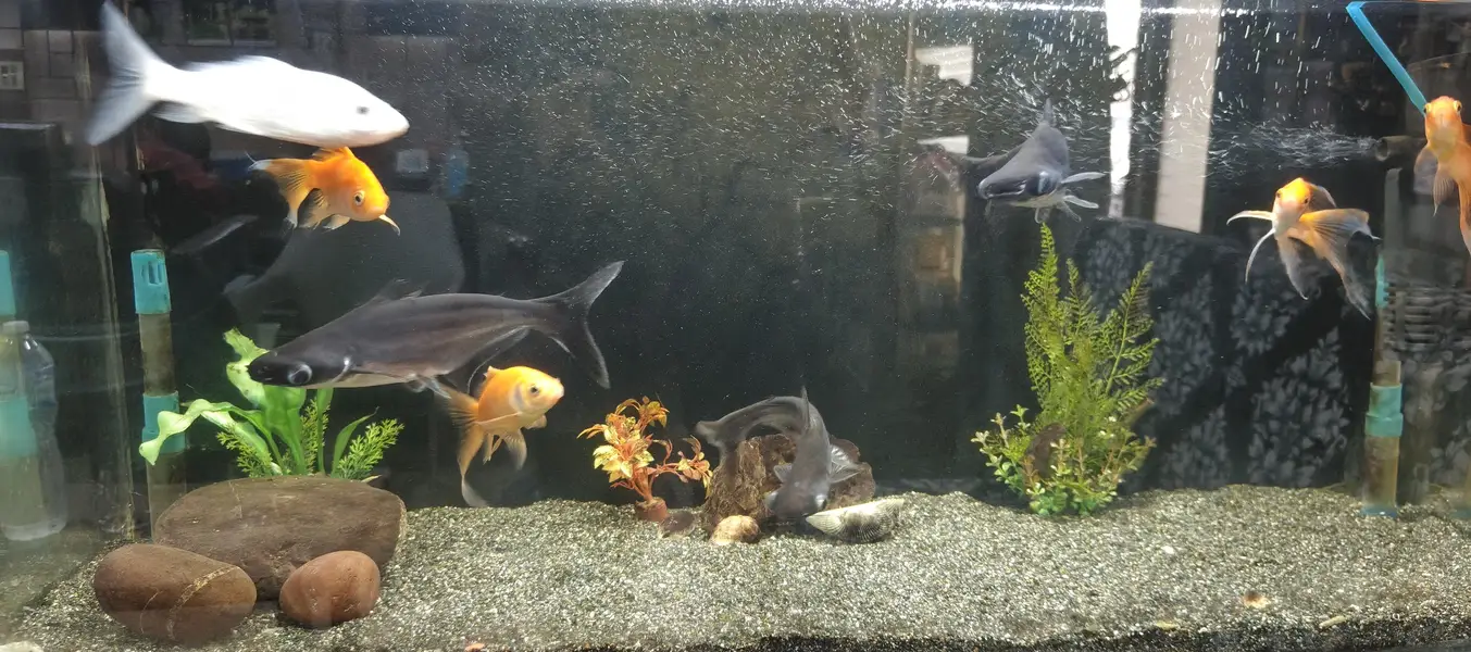 golden fish — photo 3