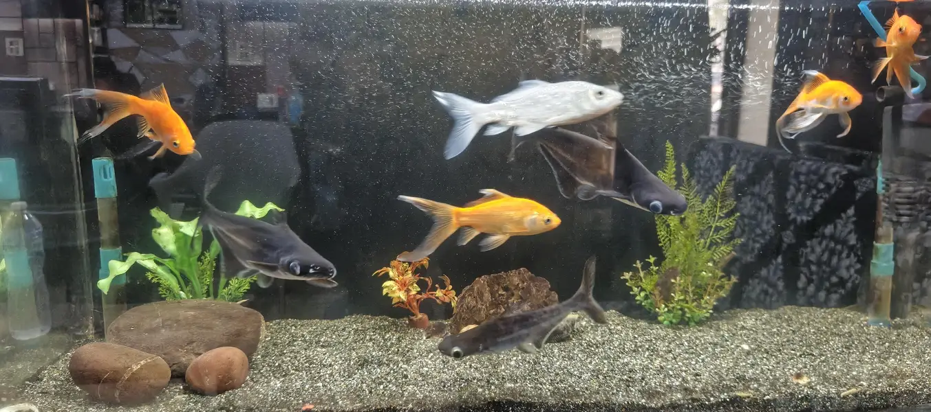 golden fish — photo 4