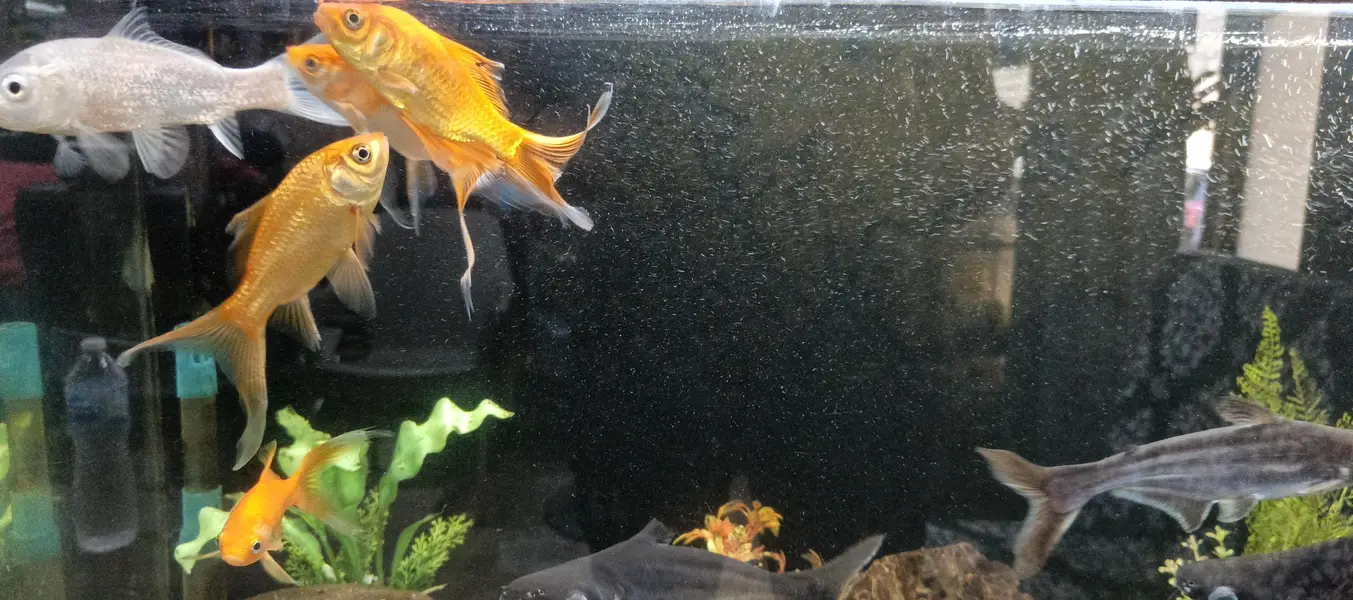 golden fish — photo 5