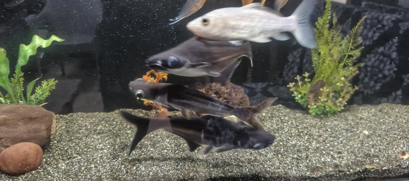 golden fish — photo 6