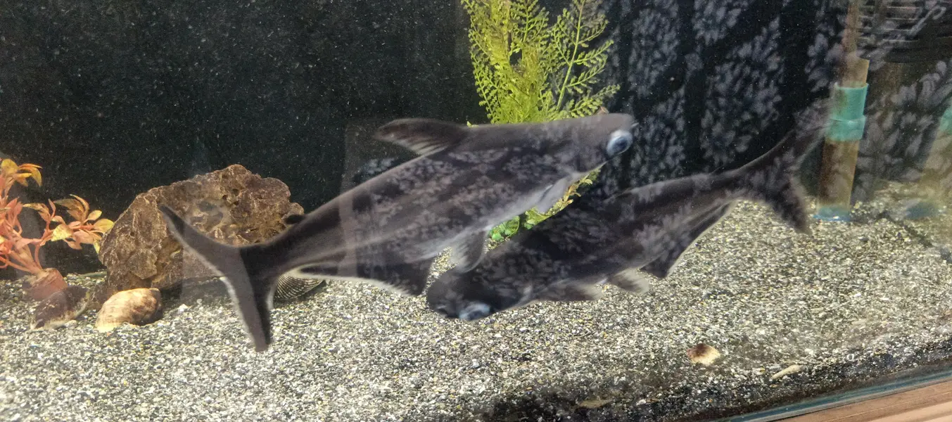 golden fish — photo 7