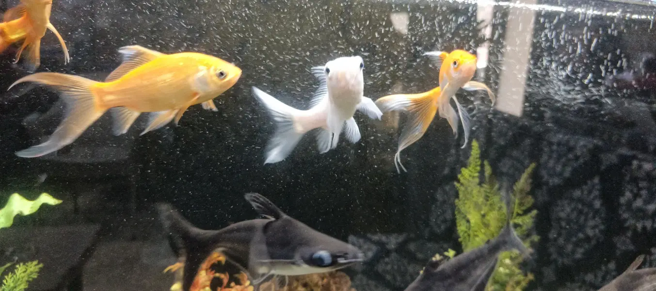 golden fish — photo 8