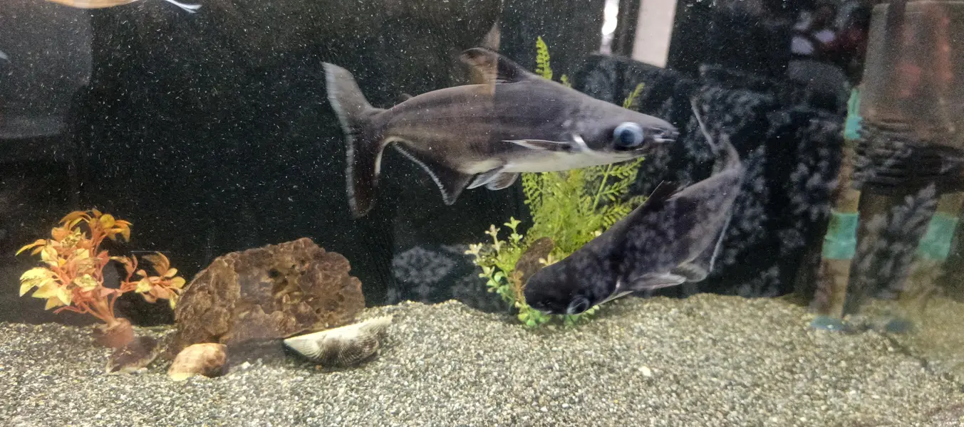 golden fish — photo 9