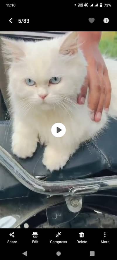 blue eyes