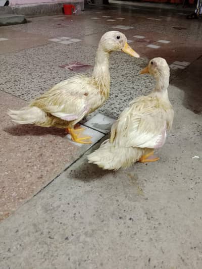 baby duck ghar ki pali hoi hain
