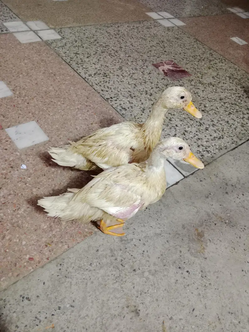 baby duck ghar ki pali hoi hain — photo 2
