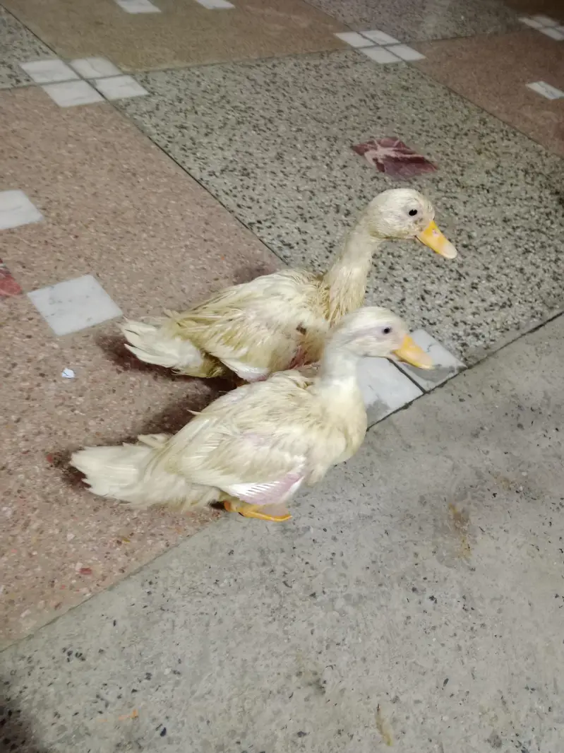 baby duck ghar ki pali hoi hain — photo 3