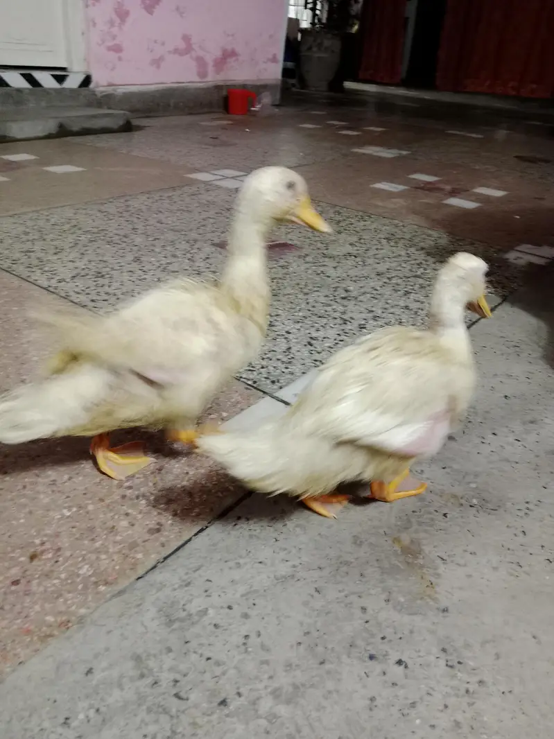 baby duck ghar ki pali hoi hain — photo 4