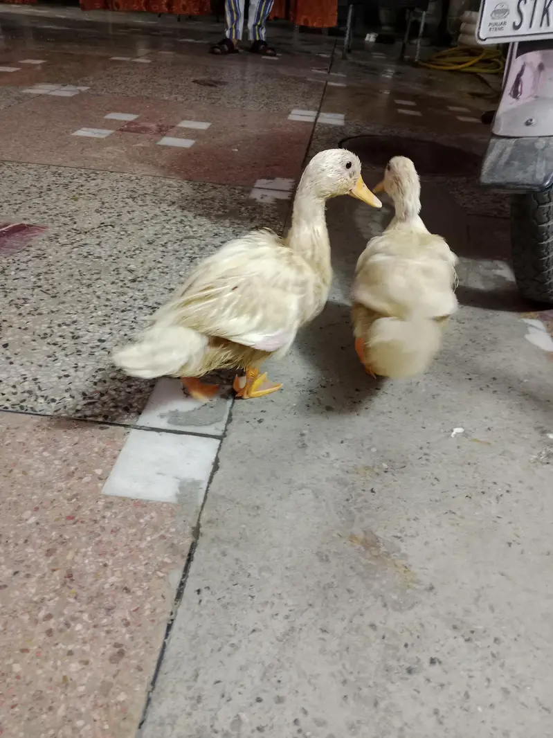 baby duck ghar ki pali hoi hain — photo 5