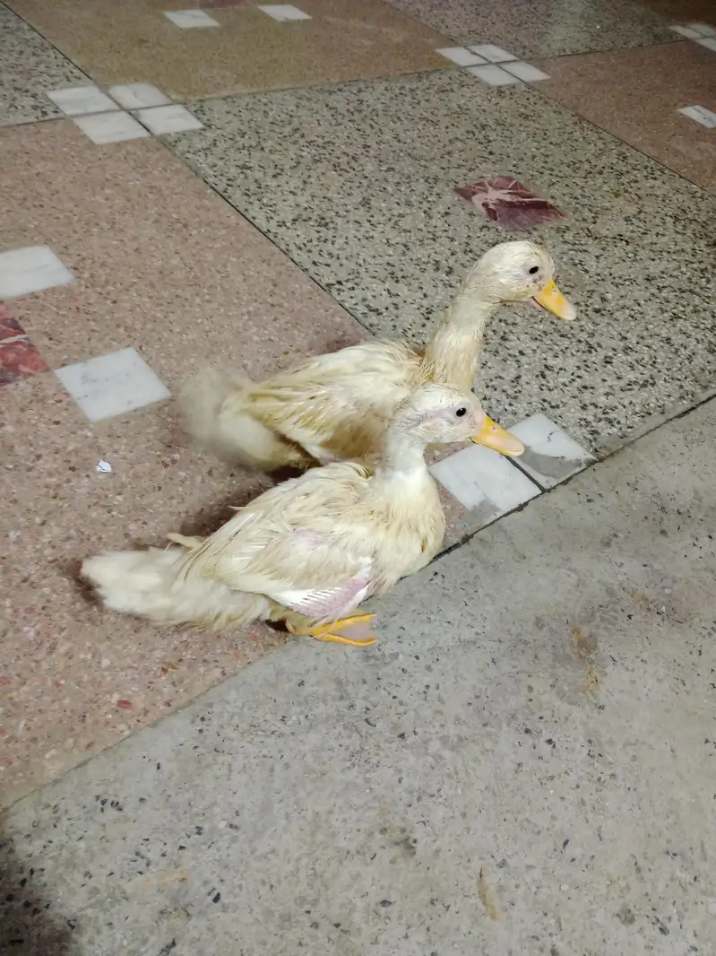 baby duck ghar ki pali hoi hain — photo 6